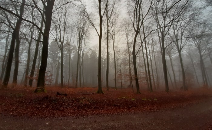 Neujahrs-Spaziergang (Wanderung)