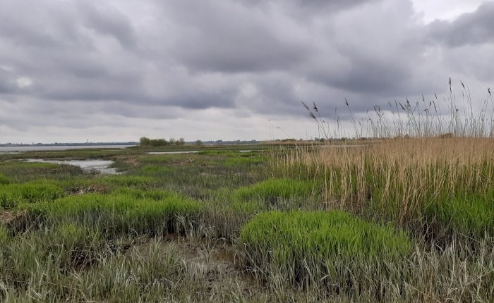 Morgens durch die&nbsp;Marsch