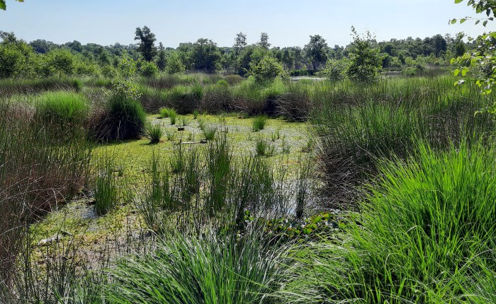 Henstedter Moor bis&nbsp;Alsterquelle