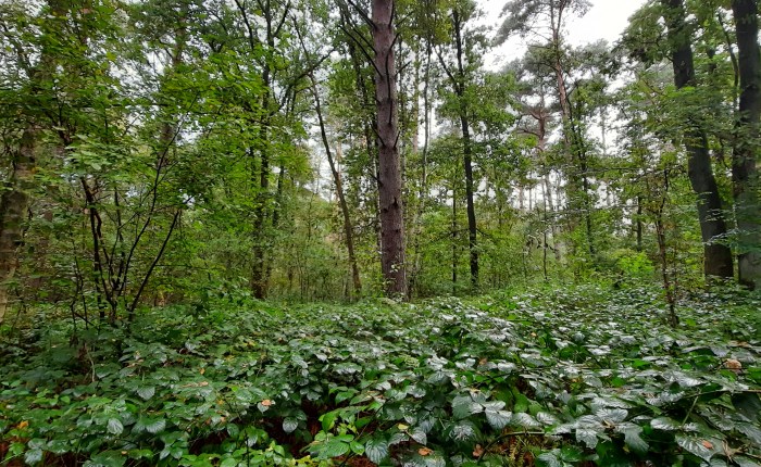 Frühstück – mit&nbsp;Fisch